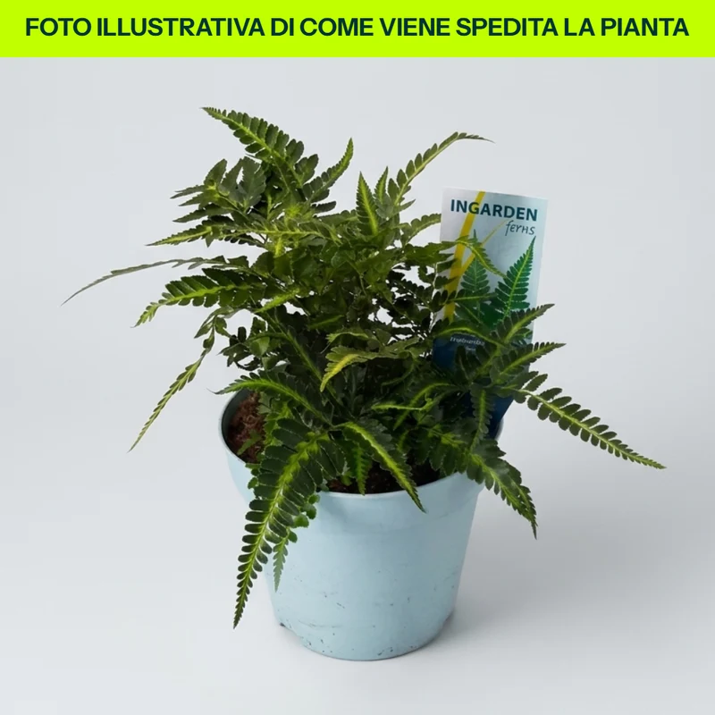 Arachnoides Aristata Variegata in Vaso da 17cm