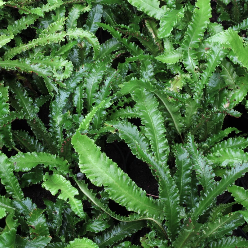 Asplenium Scolopendrium Angustifolium in Vaso da 17cm