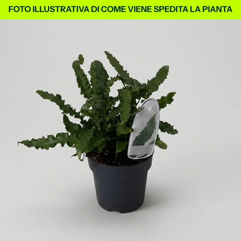 Asplenium Scolopendrium Angustifolium in Vaso da 17cm