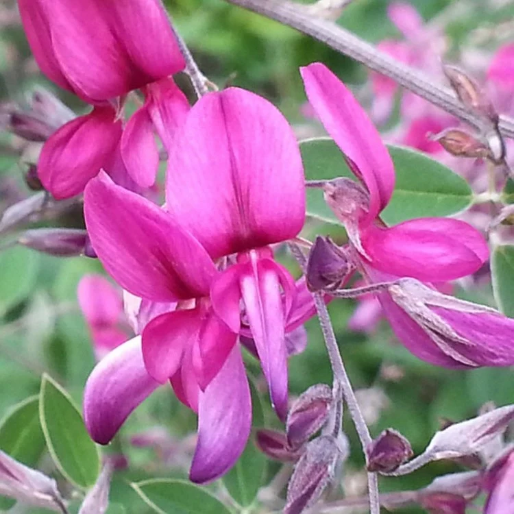 Lespedeza Thunbergii in Vaso da 18cm