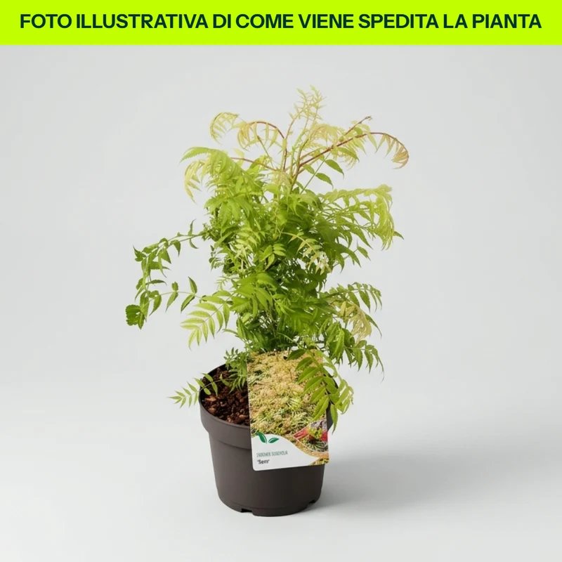 Sorbaria Sorbifolia Sem in Vaso da 18cm