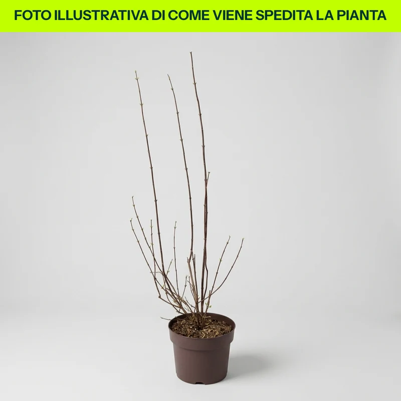 Philadelphus Belle Etoile in Vaso da 18cm
