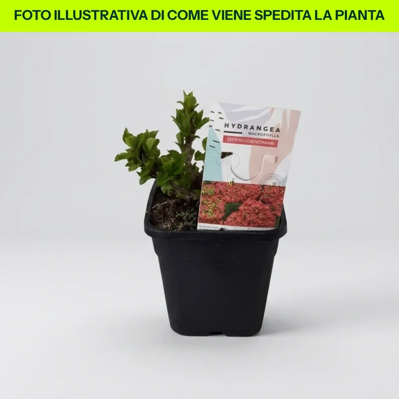 Hydrangea Macrophylla Zeffiro in Vaso da 23cm