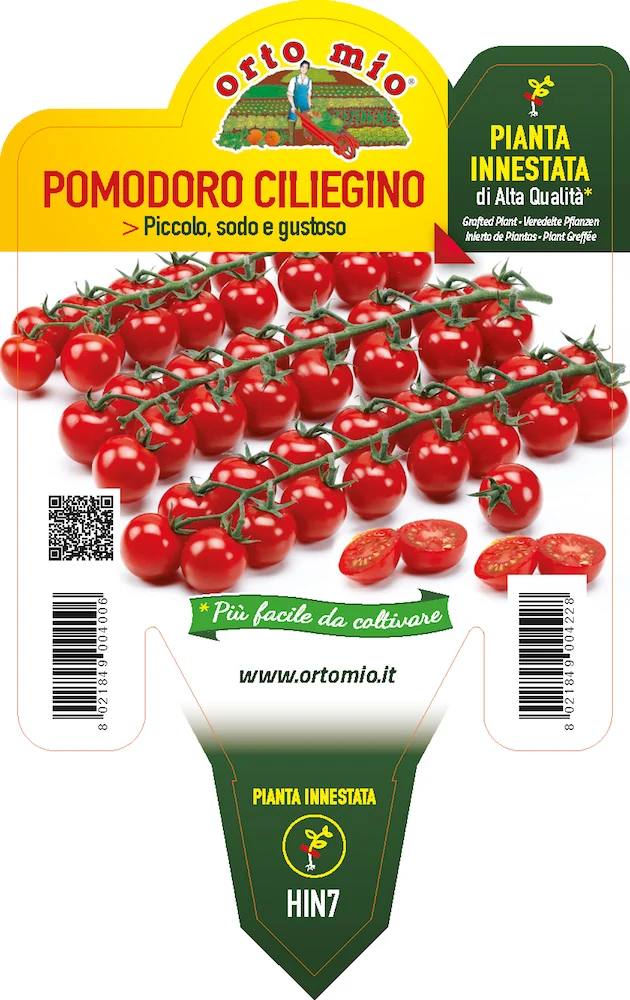 PIANTA DI POMODORO CILIEGINO INNESTATO (IN VASO Ø14CM)
