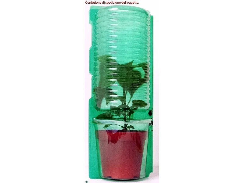 PIANTA DI POMODORO CRISPINO INNESTATO (IN VASO Ø14CM)