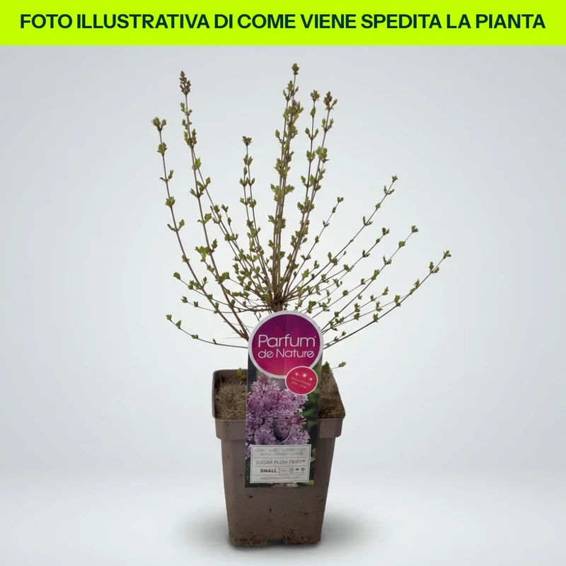 Syringa Nana Tinkerbelle in Vaso da 21cm