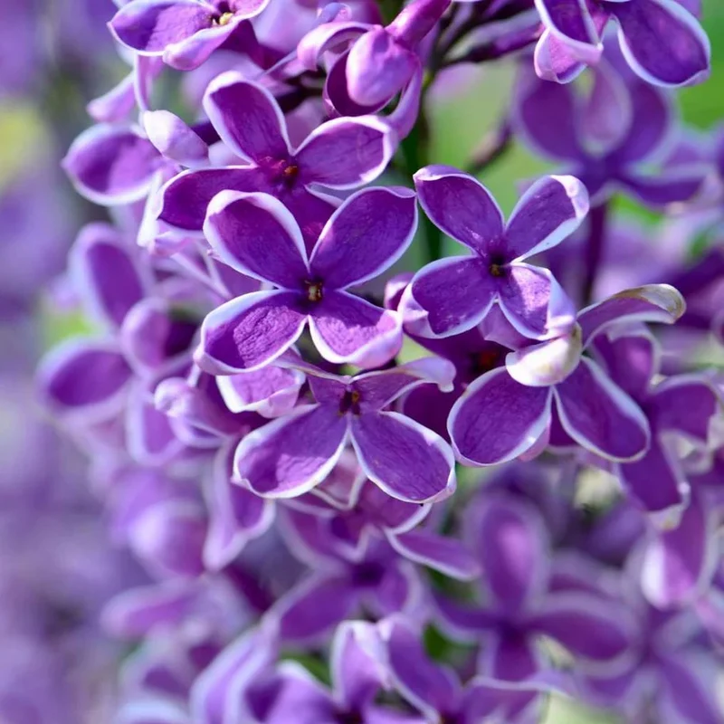 Syringa Nana Dark Purple in Vaso da 21cm