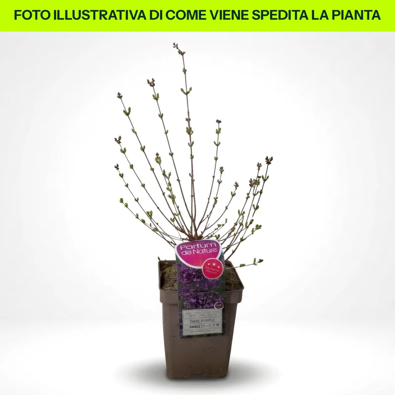 Syringa Nana Dark Purple in Vaso da 21cm