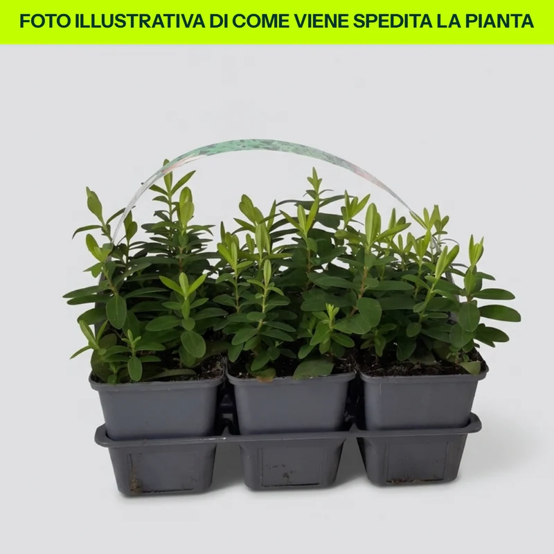 Hypericum Calycinium 6 piante in Vaso da 9cm