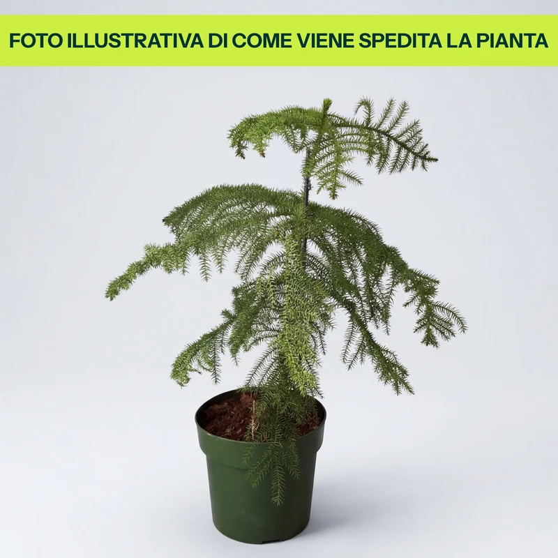 Araucaria Heterophylla in Vaso da 21cm