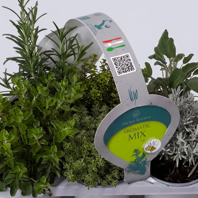 Sei Piante Aromatiche Assortite in Clayette in Vaso da 9cm