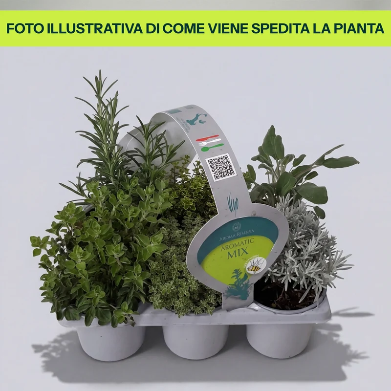 Sei Piante Aromatiche Assortite in Clayette in Vaso da 9cm