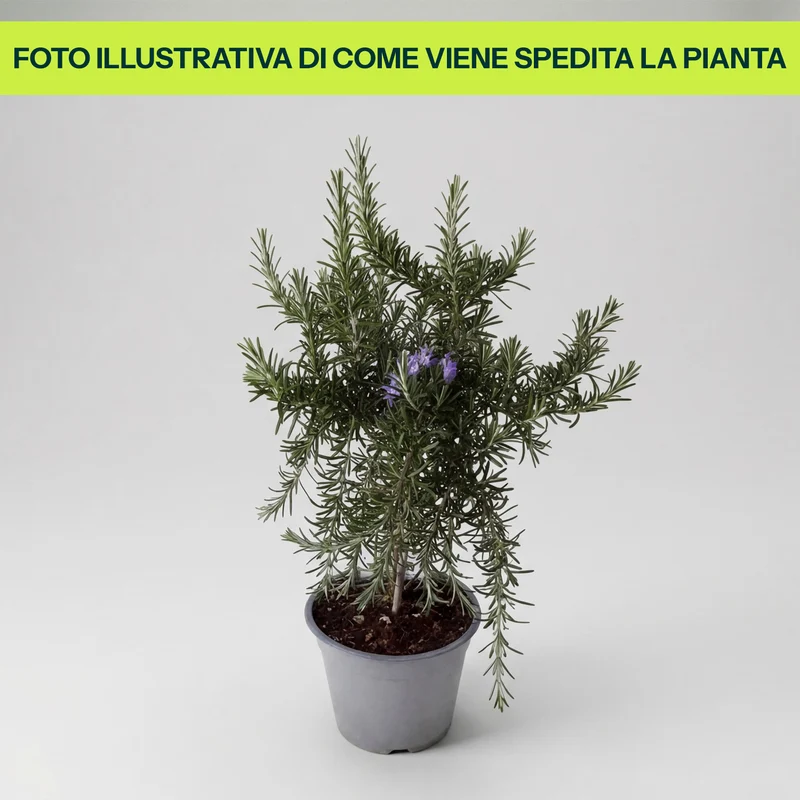 Rosmarino Prostrato in Vaso da 14cm