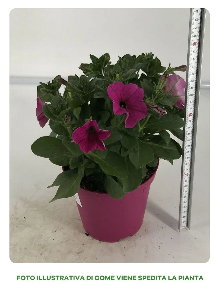 Petunia Pendula in Vaso da 14cm