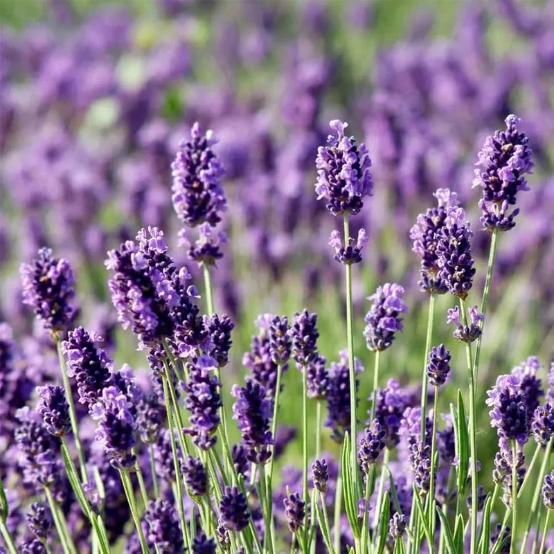 Lavanda Angustifoglia Alberello in Vaso da 18cm