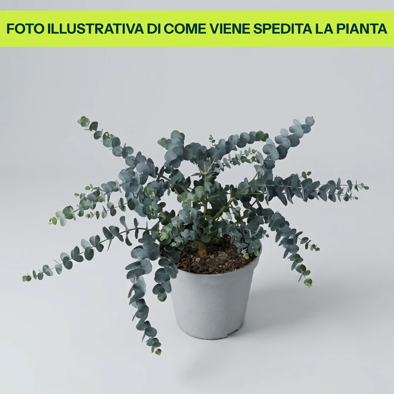Eucalipto Cespuglioso in Vaso da 14cm