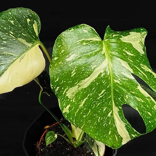 Monstera Thai Constellation in Vaso da 12cm
