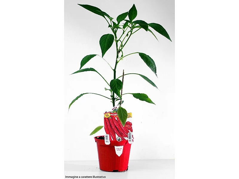 1 PIANTA DI PEPERONCINO PICCANTE LUNGO IN VASO D10CM