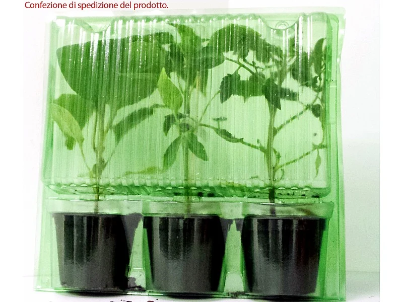 1 PIANTA DI PEPERONCINO PICCANTE LUNGO IN VASO D10CM