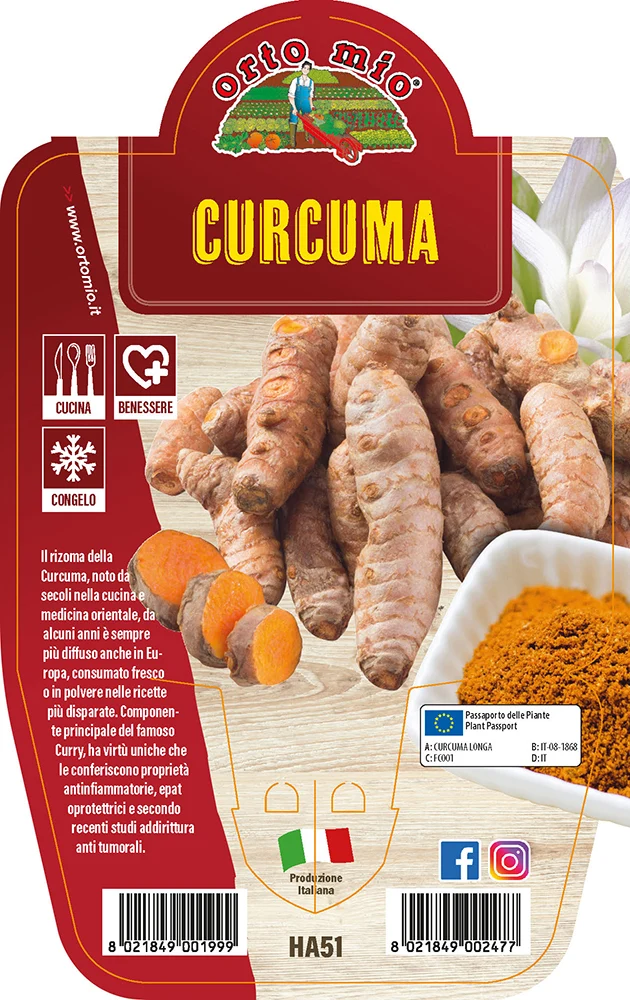 CURCUMA IN VASO 14CM