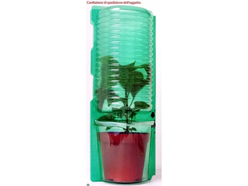 PIANTA DI PEPERONCINO MAZZETTI ROSSO ETNA (IN VASO Ø 14CM)