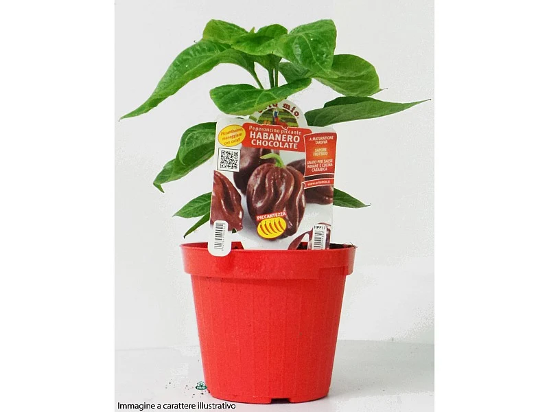 PIANTA DI PEPERONCINO NAGA MORICH (IN VASO Ø 14CM)