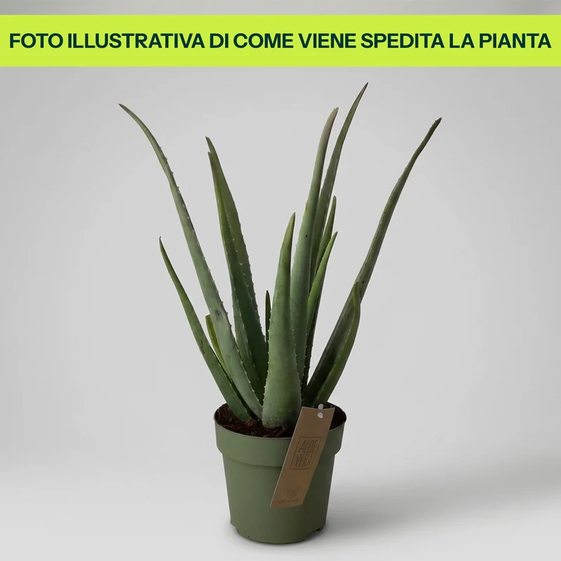 Aloe Vera in Vaso da 17cm