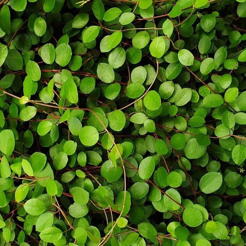 Muehlenbeckia in Vaso da 13cm