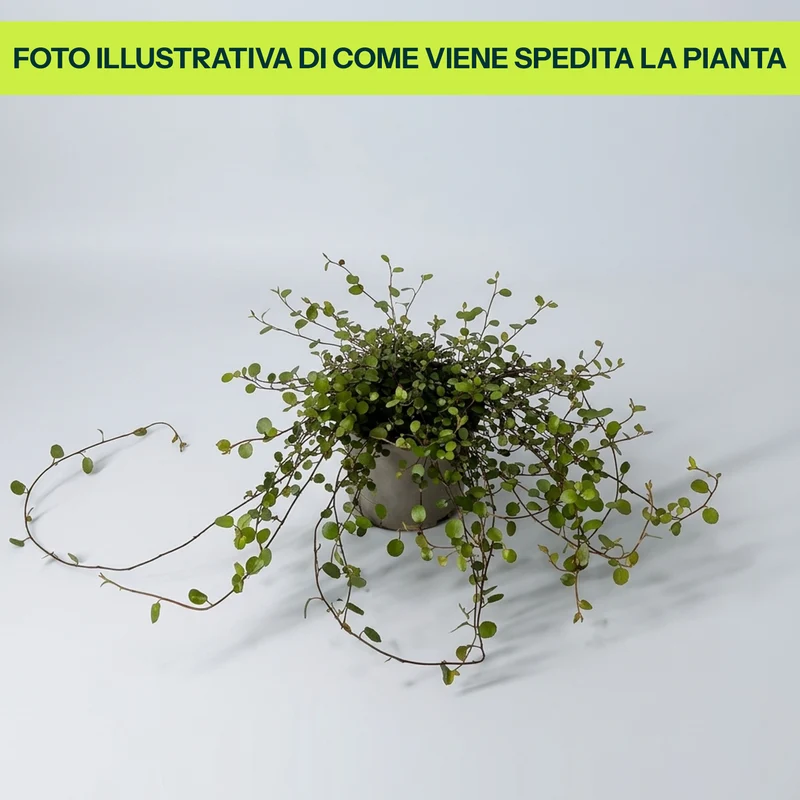 Muehlenbeckia in Vaso da 13cm