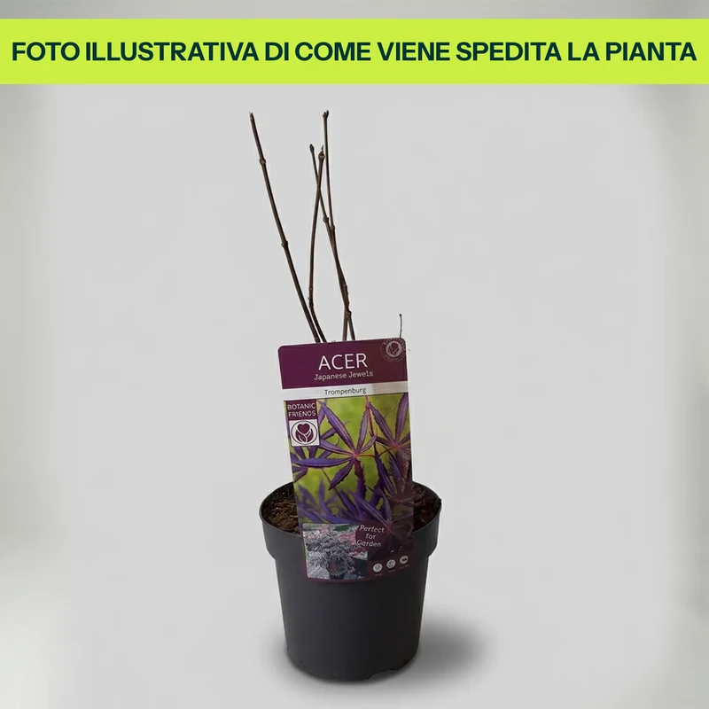 Acero Jap. Trompenburg in Vaso da 18cm