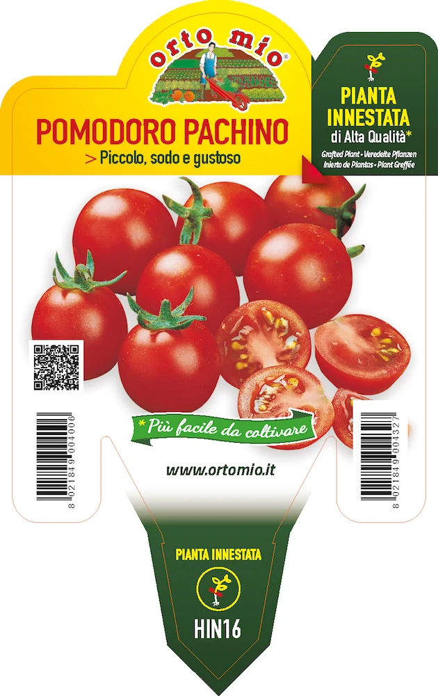 PIANTA DI POMODORO PACHINO INNESTATO (IN VASO Ø14CM)