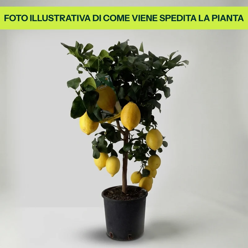 Limone in Vaso da 20cm