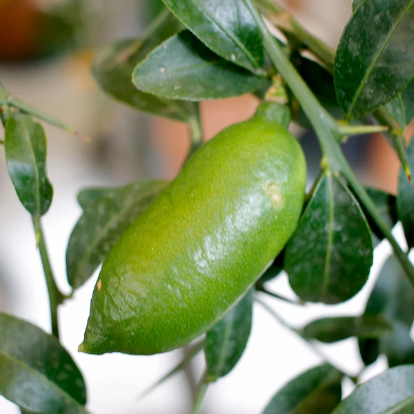 Limone Caviale Finger Lime in Vaso da 15cm