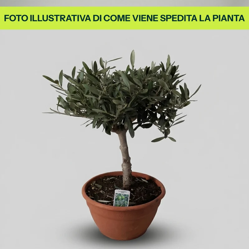 Olea Europaea Bonsai Olivo in Vaso da 20cm