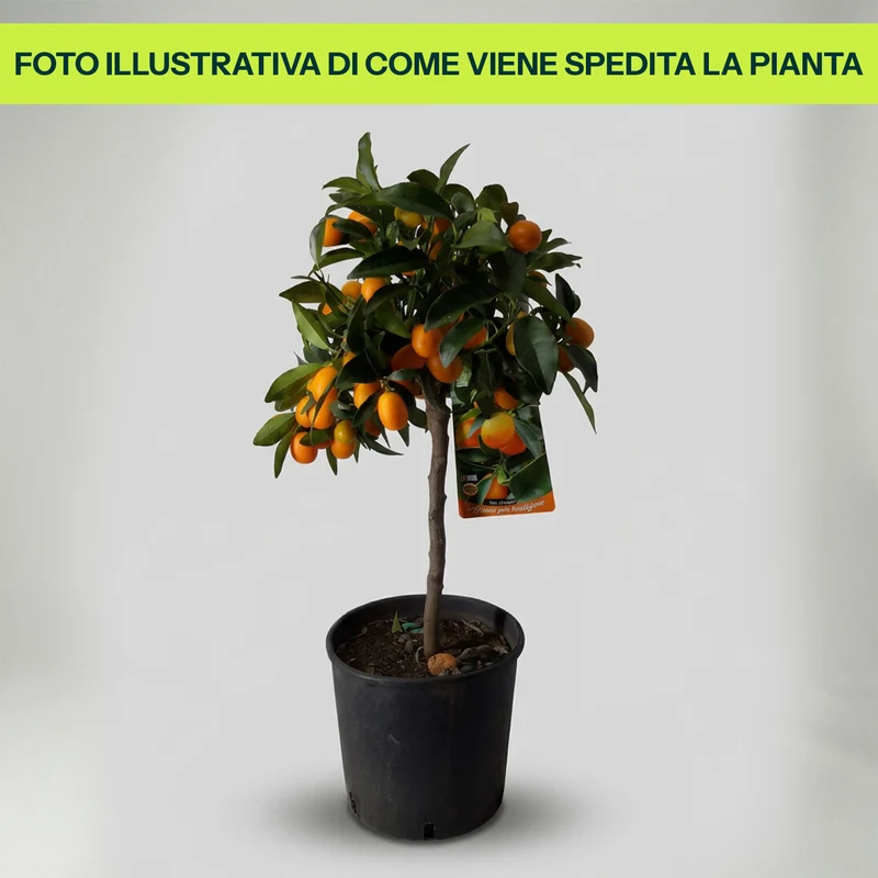 Fortunella Kumquat Extra in Vaso da 20cm