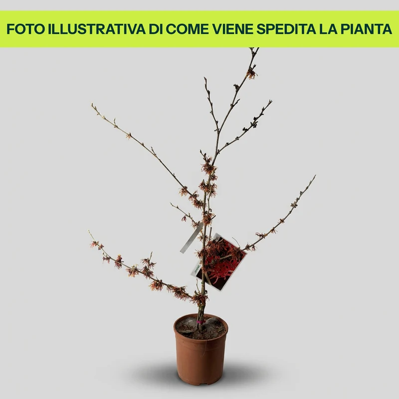 Hamamelis Diane in Vaso da 24cm