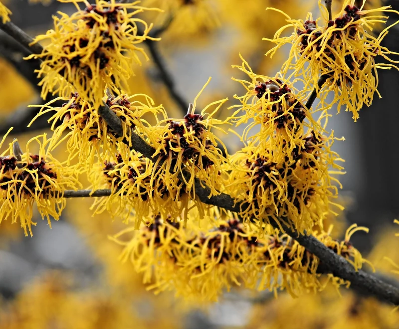 Hamamelis Westerstede in Vaso da 24cm