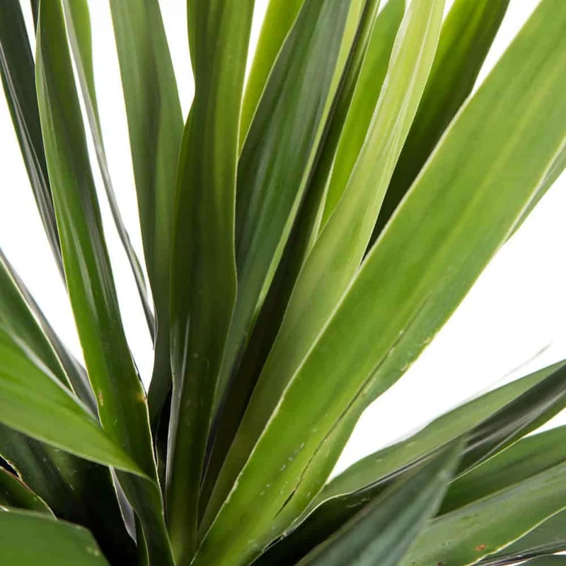 YUCCA DUE TESTE 45/20 IN VASO 14CM