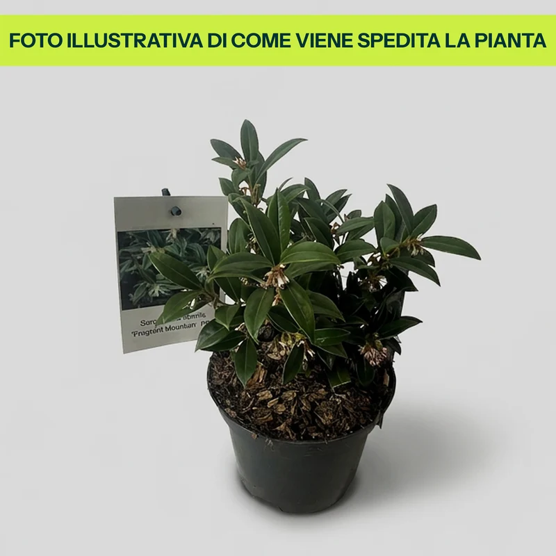 Sarcococca Humilis Fragrant Mountain in Vaso da 17cm