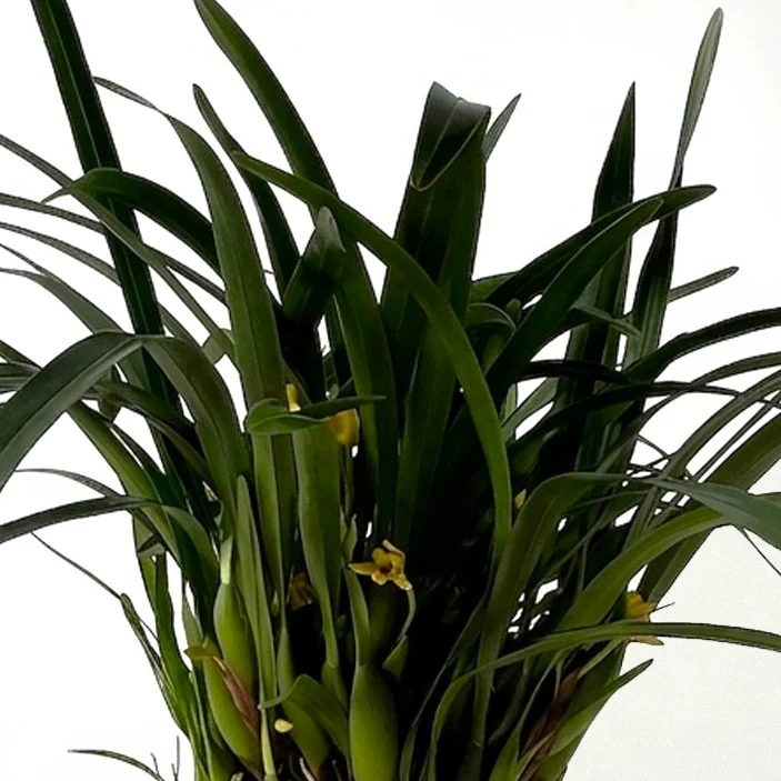 Orchidea Maxillaria in Vaso da 9cm