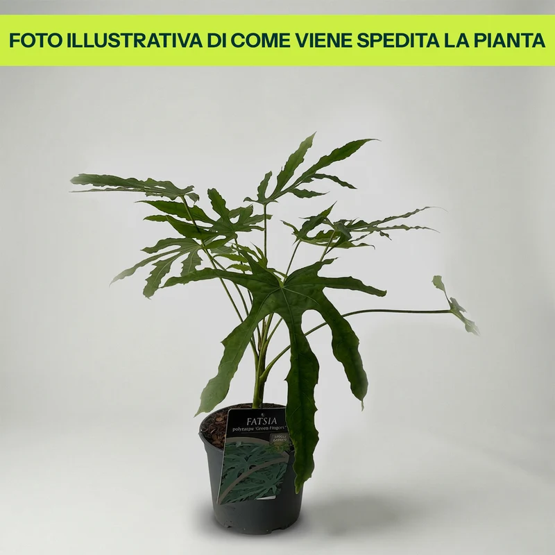 Fatsia Polycarpa Green Fingers in Vaso da 14cm