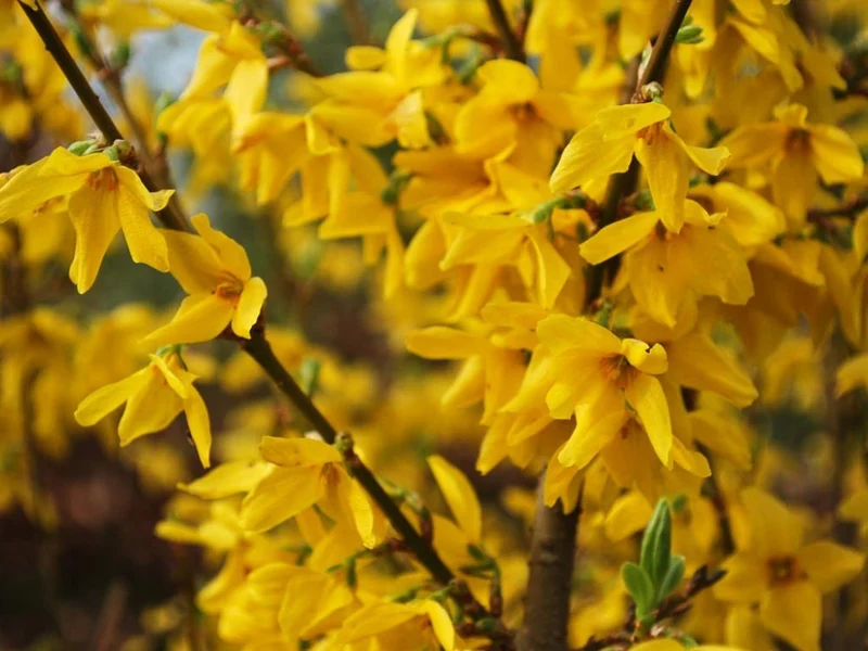 Forsythia Intermedia Lynwood in Vaso da 19cm