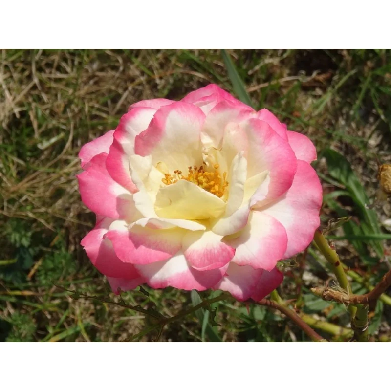 ROSA LA MINUETTE POLIANTA