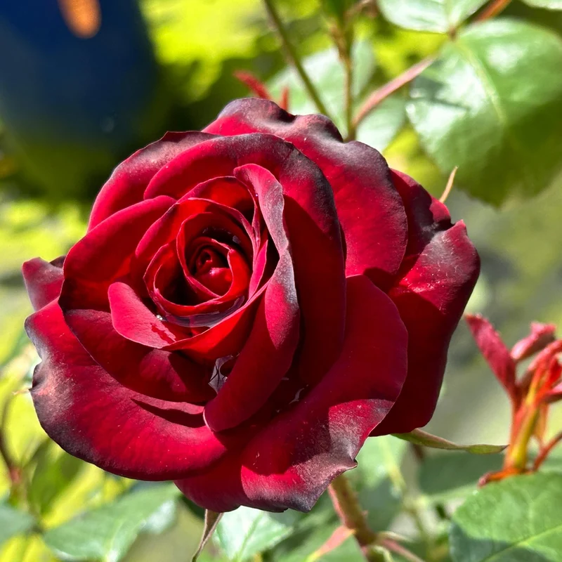 ROSA NICCOLO PAGANINI POLIANTA