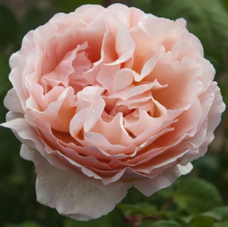 ROSA P.CHARLENE ROMANTICA