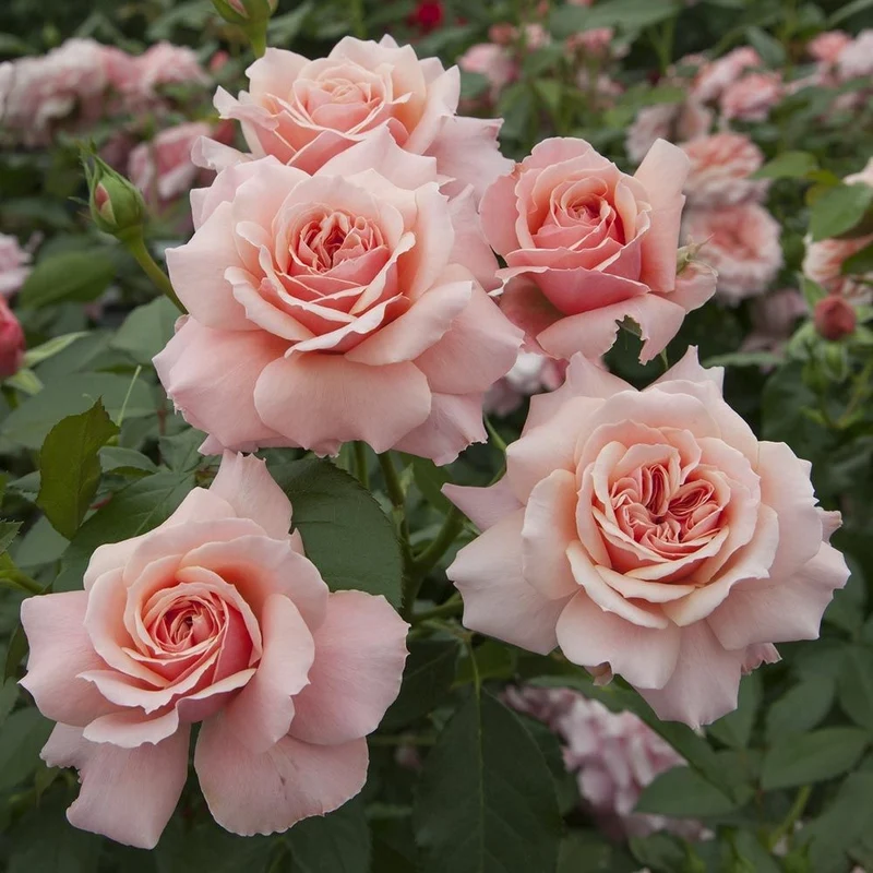 ROSA BOTTICELLI POLIANTA