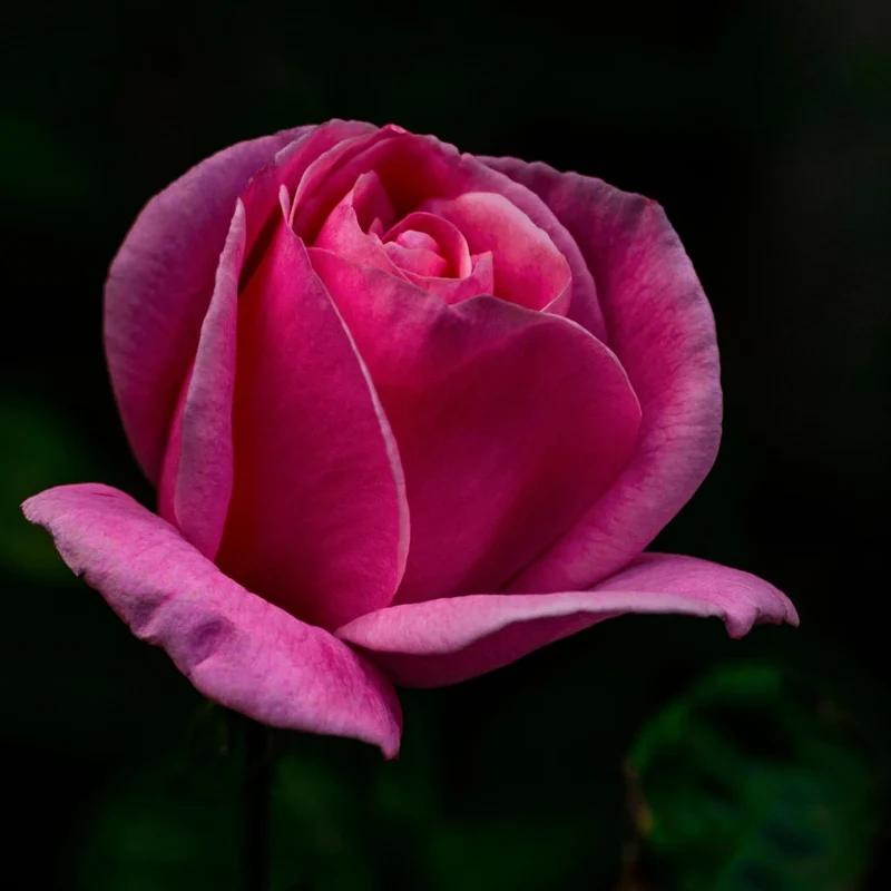 ROSA LOLITA LEMPICKA GRANDE FIORE