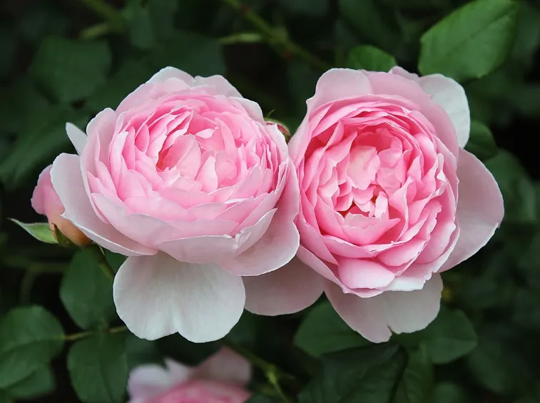 ROSA SCEPTER D'ISLE