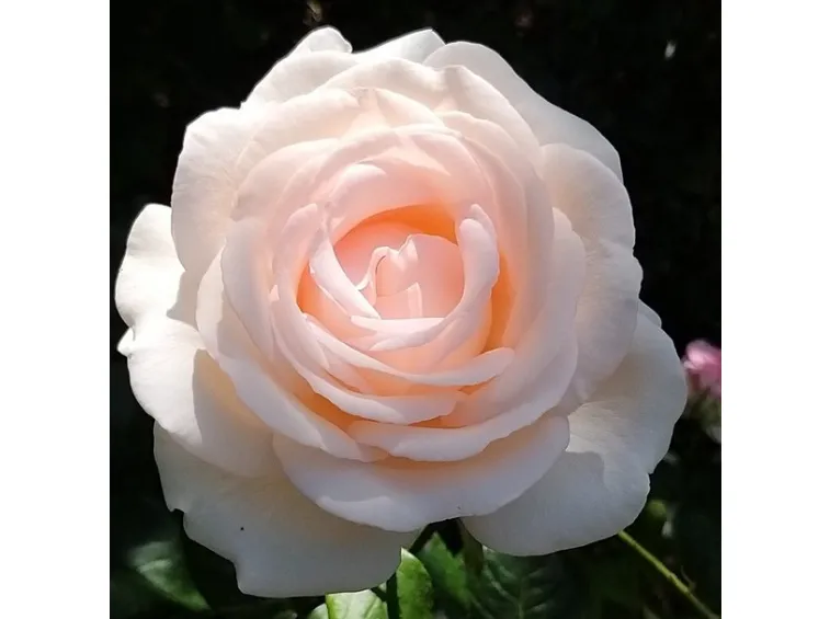 ROSA GRUAUD LAROSE GRANDE FIORE
