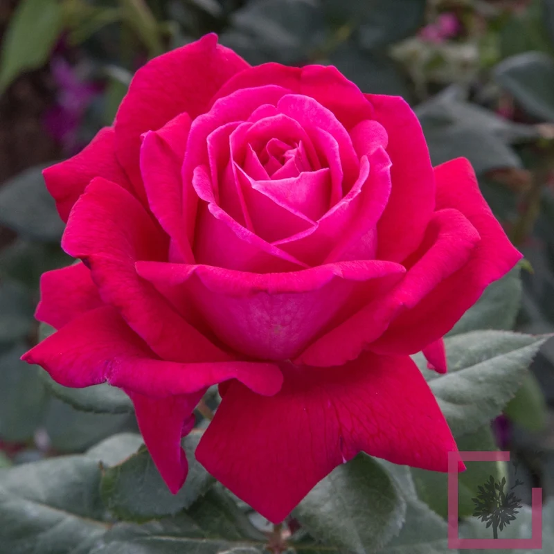 ROSA ELEGANCE FRANCAISE GRANDE FIORE